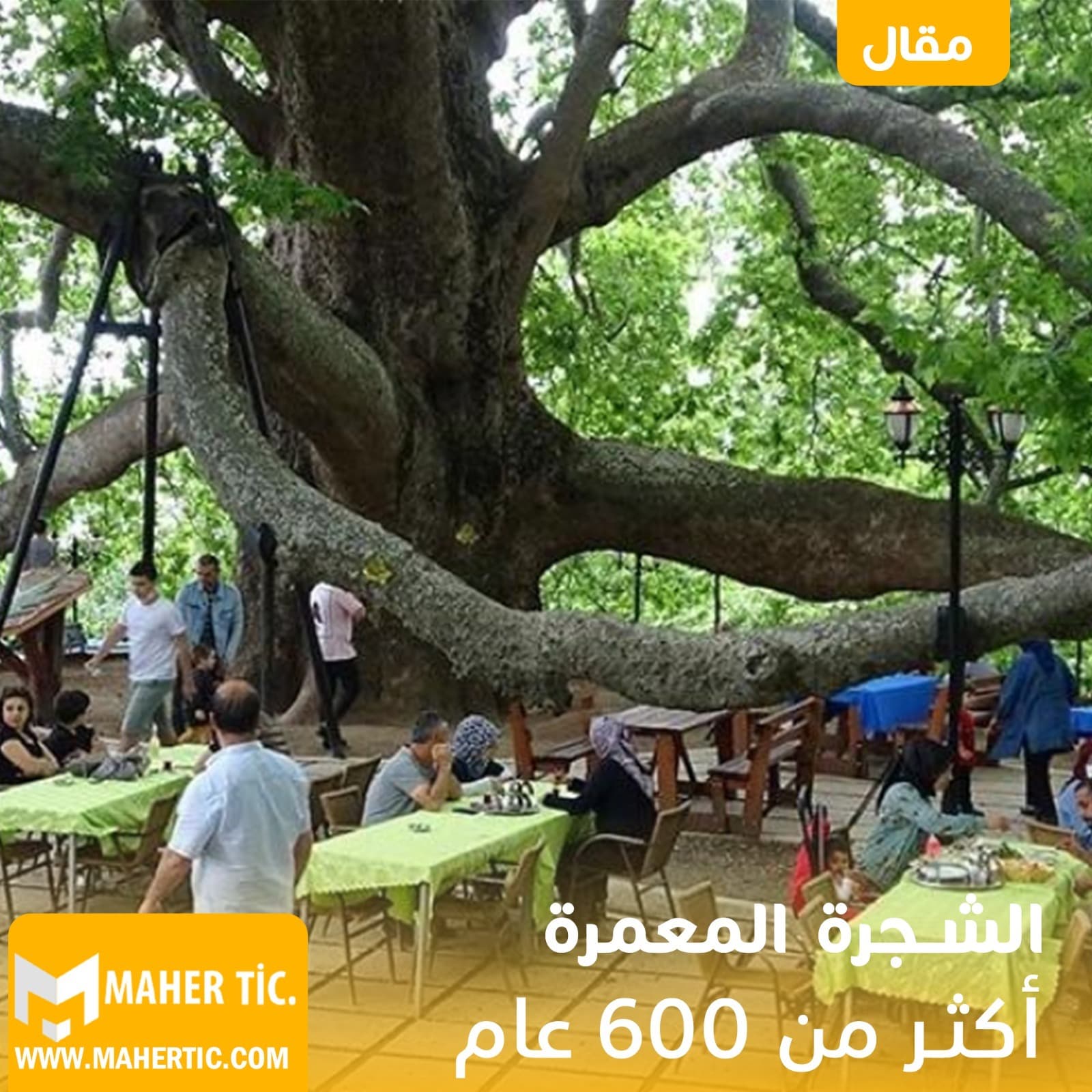 الشجرة المعمرة أكثر من 600 عام
